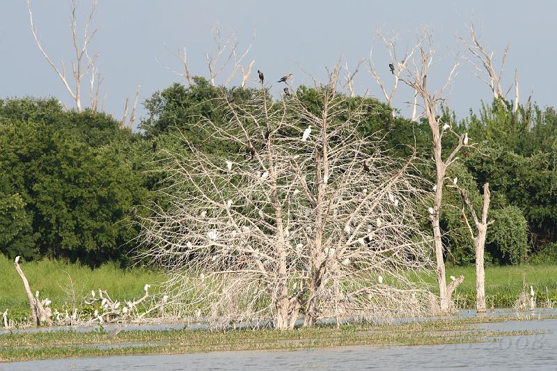 Egret & Cormorants roosting.jpg